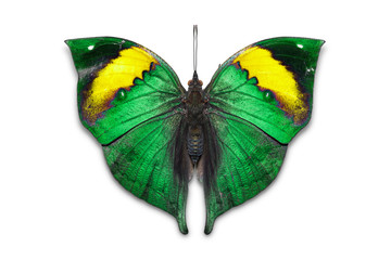 Orange oakleaf butterfly