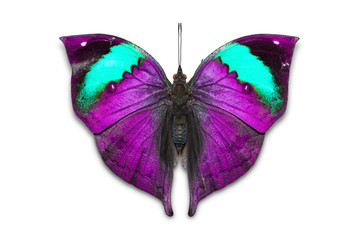 Naklejka premium Pomarańczowy motyl dębowy