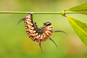 Striped Blue Crow (Euploea mulciber) caterpillar
