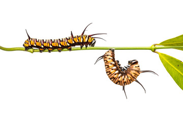 Striped Blue Crow (Euploea mulciber) caterpillar