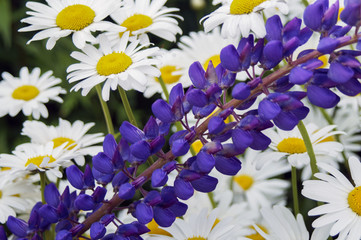 summer flowers, chamomile field, chamomile