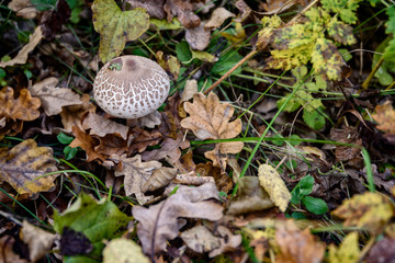 Forest mushrooms in autumn look more elegant and colorful than in summer