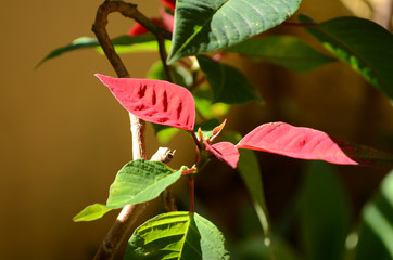 euphorbia