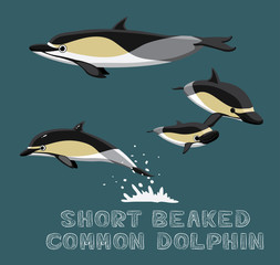 Short Beaked Common Dolphin Cartoon Vector Illustration