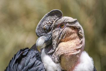 Ecuadorian Condor