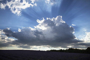 Fototapeta na wymiar Puffy clouds over a field of lavender