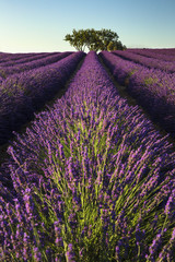 Rows of lavender and tree