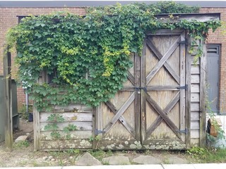 old wood shed with green vines and lichen growing on it