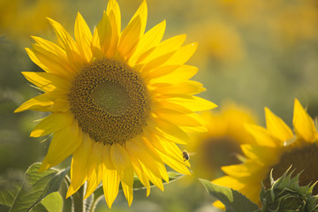 Obraz premium Sunflowers in hazy light