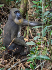 mandrill close-up portrait (Mandrillus sphinx)