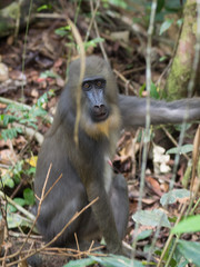 mandrill close-up portrait (Mandrillus sphinx)
