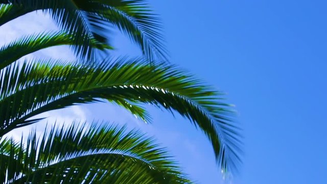 Palm Tree Leaves blowing in the wind