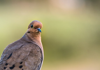 Mourning Dove Perched Close Up with a Green Background