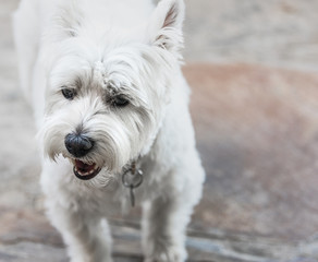 West Highland White Terrier Close Up