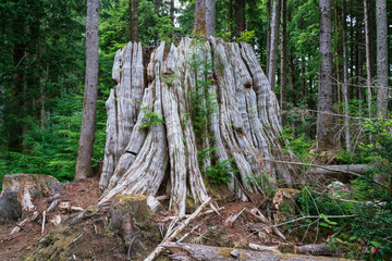 Old Cedar Tree Stump