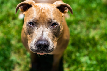 Brown/Tan Pitbull Clocse Up Portrait