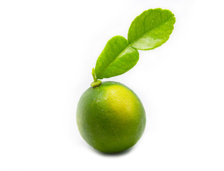 Fresh lime green isolated On a white background.