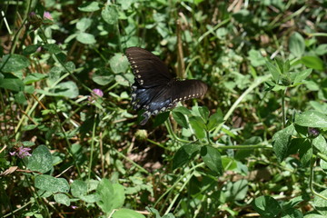 Eastern Tiger Swallowtail Butterfly