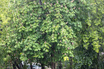 Fototapeta na wymiar torrential summer rain on green trees background. rainy weather