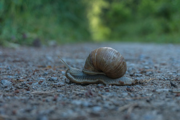Weinbergschnecke