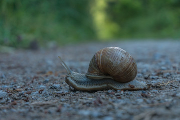 Weinbergschnecke