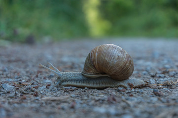 Weinbergschnecke
