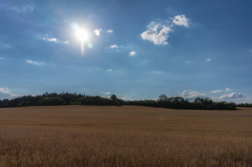 Landschaft im Sommer