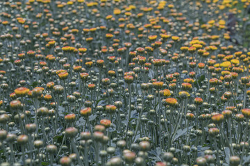 Yellow Chrysanthemum flower.Sometimes called mums or chrysanths.(Dendranthemum grandifflora)