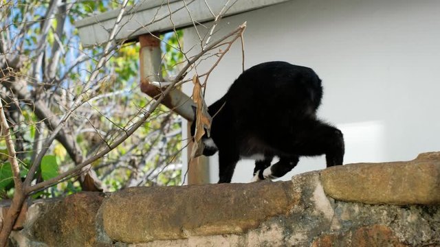 A bobtail cat sitting on a wall, it hears a noise and runs away