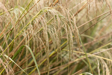 Seed heads of tall grasses after a rain shower.