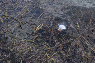heart shaped bottle with message floating in water