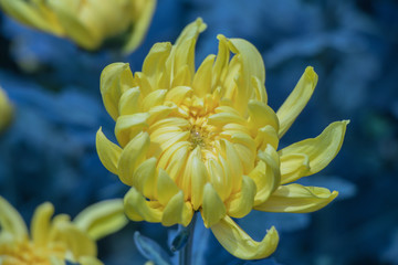 Yellow Chrysanthemum flower.Sometimes called mums or chrysanths.(Dendranthemum grandifflora)