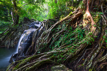 Root and Waterfall