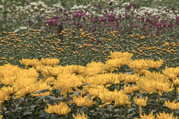 Colorful Chrysanthemum flower.Sometimes called mums or chrysanths in meadow...