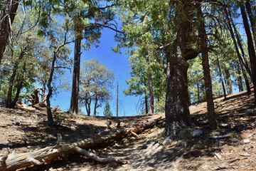 Forest Floor at Mount Lemmon Arizona Tucson Scenic Desert Sky Island
