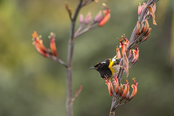 Male stitchbird, or hihi, perched on the flower spike of a flax to feed on the nectar. 