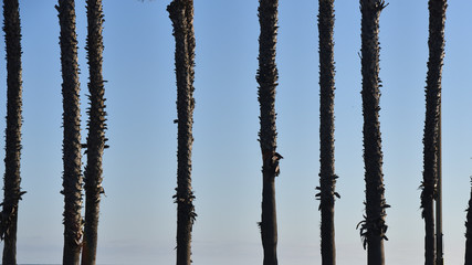 Palm tree background