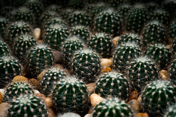Fototapeta premium green cactus desert plant desert. collection houseplant decoration garden