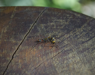 Insetos se alimentando de insetos.