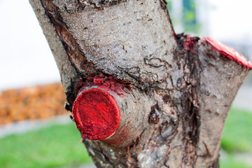 pruned and protected  tree