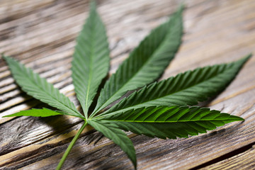 cannabis leaves on old wooden background