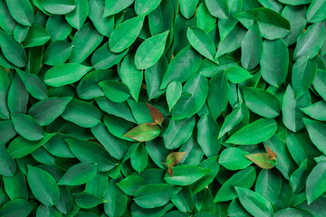 Green leaf for background. Leaves  Star gooseberry.