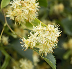 Blossoms of linden tree from close-up.  Tea from blossoms is used during colds. 