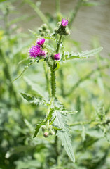 Healing milk thistle is flowering in summer. It is good for liver.  
