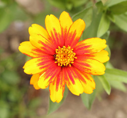 Blossom of orange-and-yellow zinnia isolated on green background. 