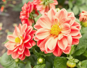 Pink blossoms of dahlia from close-up. Detailed and beautiful. 