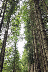 Tops of tall pines in the forest, beautiful landscape