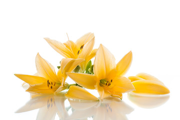 Yellow Lily flowers and buds