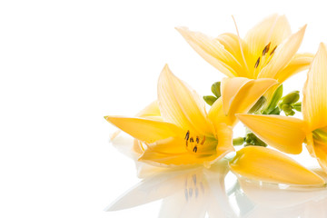 Yellow Lily flowers and buds