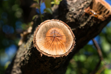 Spilled branch on a fruit tree close-up. Photographed at a sunny day.